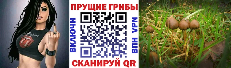 Псилоцибиновые грибы Psilocybine cubensis  Купить  Сарапул 